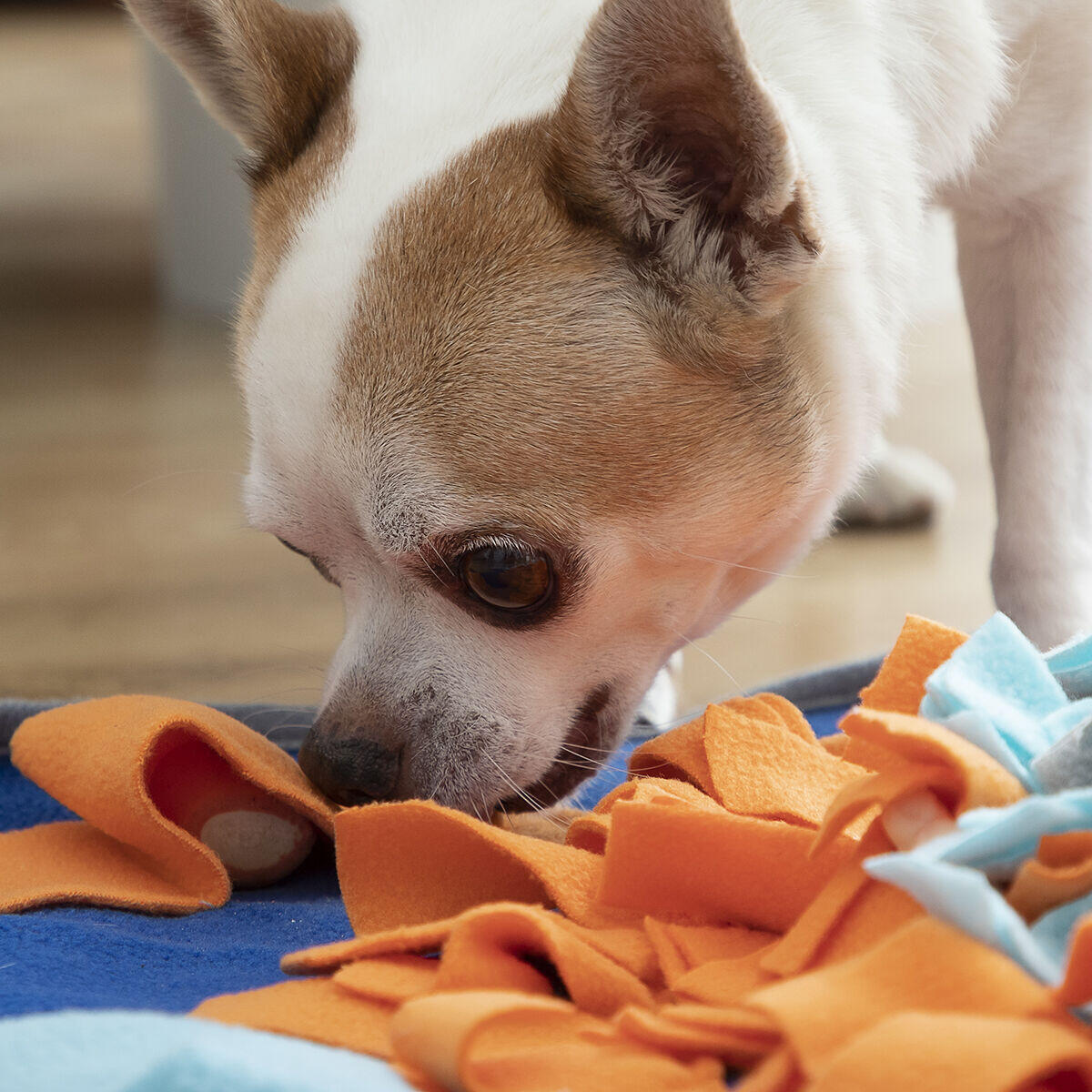 FOOLAND - Alfombra Olfativa para Mascotas